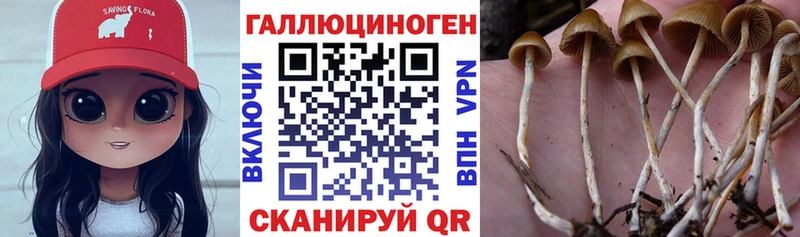 Псилоцибиновые грибы Psilocybe  мориарти клад  Тайга 